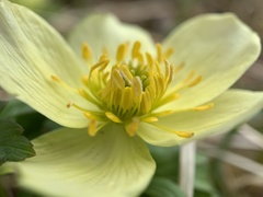 Trollius laxus