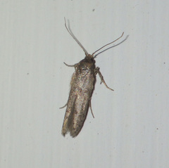 Blastobasis phycidella