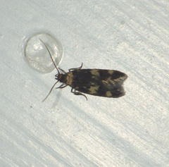 Oegoconia deauratella