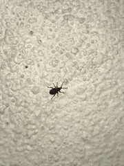 Otiorhynchus sulcatus