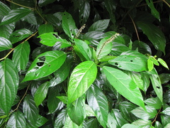 Acalypha skutchii