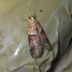 Acrobasis repandana