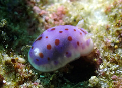 Goniobranchus thompsoni