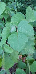 Toxicodendron radicans pubens