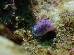 Goniobranchus thompsoni