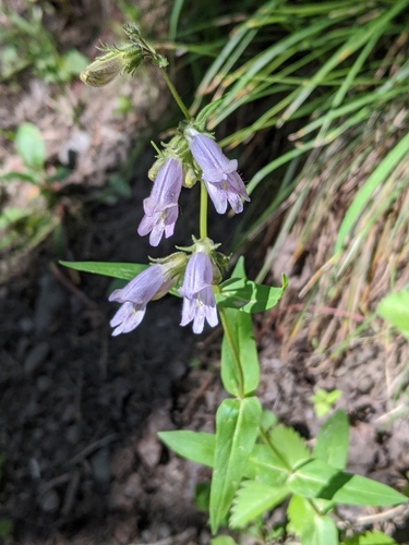 Whipple's penstemon