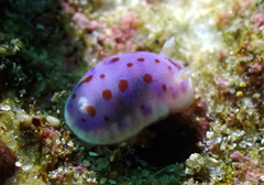 Goniobranchus thompsoni