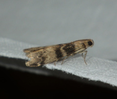 Euzophera pinguis