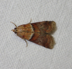 Acrobasis repandana