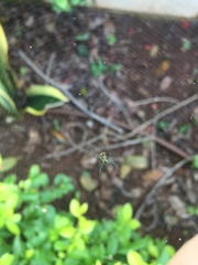 Leucauge argyrobapta