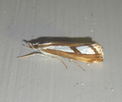 Catoptria