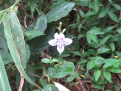 Asystasia intrusa