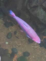 Leptobarbus hoevenii