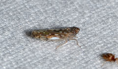 Osbornellus clarus