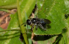 Tiphioidea