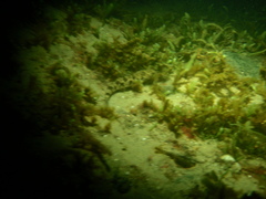 Pseudaphritis urvillii