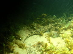 Pseudaphritis urvillii