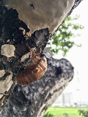 Cryptotympana facialis