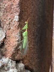 Zeugomantispa minuta