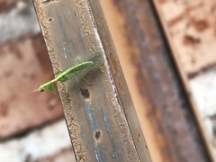 Zeugomantispa minuta