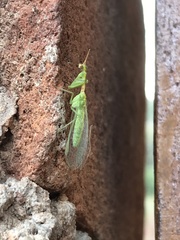 Zeugomantispa minuta