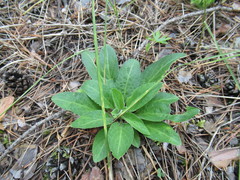 Viola gmeliniana