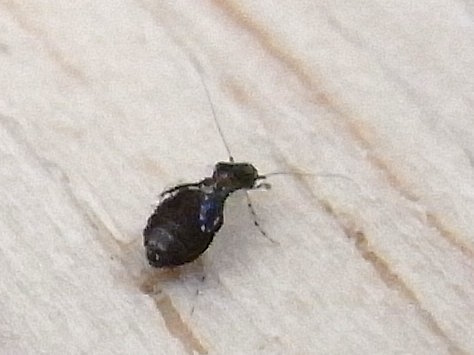 Bird nest bark louse