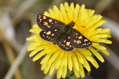 Carterocephalus skada