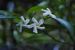 Tabernaemontana pandacaqui