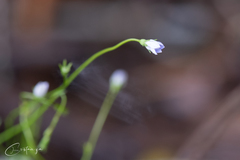 Wahlenbergia marginata