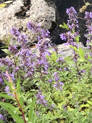 Chamaenerion angustifolium