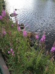 Chamaenerion angustifolium