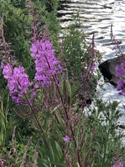 Chamaenerion angustifolium