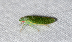 Rugosana querci