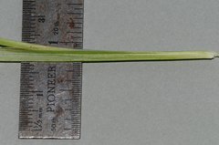 Carex conoidea
