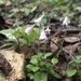 Linnaea borealis - Photo (c) rachelmailhot,  זכויות יוצרים חלקיות (CC BY-NC), uploaded by rachelmailhot