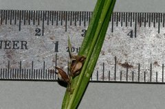 Carex conoidea