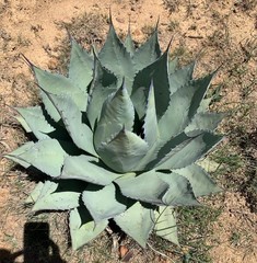 Agave applanata