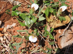 Blepharis maderaspatensis