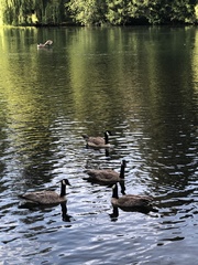 Branta canadensis