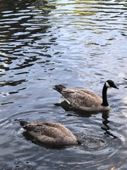 Branta canadensis