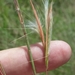Longbeard Bluestem - Photo (c) Jay Horn, some rights reserved (CC BY), uploaded by Jay Horn