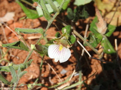 Blepharis maderaspatensis