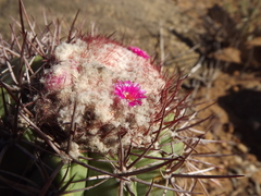 Melocactus inconcinnus