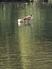 Branta canadensis