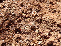 Loxosceles amazonica