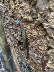 Prophysaon vanattae