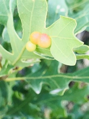 Xanthoteras eburneum