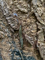Prophysaon vanattae