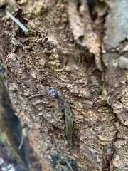 Prophysaon vanattae